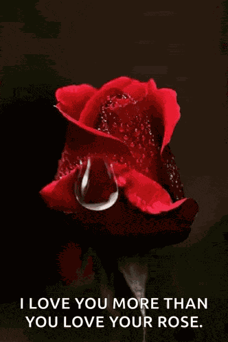 Rose Condolences GIF