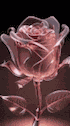 Rose GIF