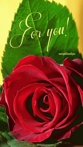 Rose Flower GIF