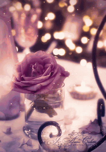 Rose Flower GIF