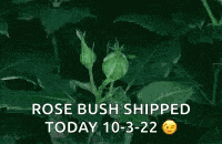 Rose Flower GIF