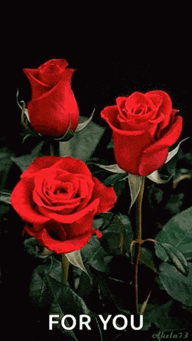 Rose For You GIF