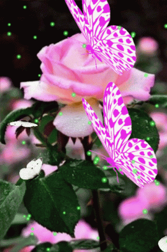 Rose GIF