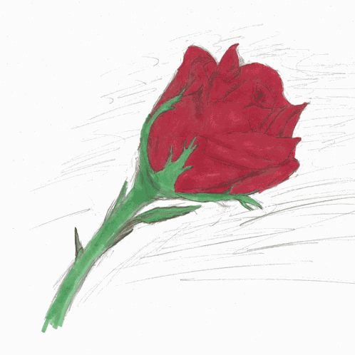 Rose Rose Bush Growing GIF