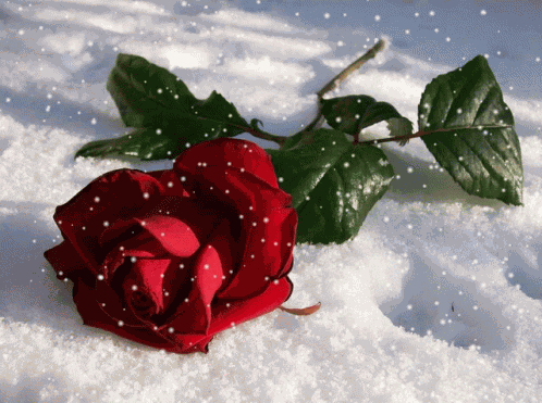 Rose Snowing GIF