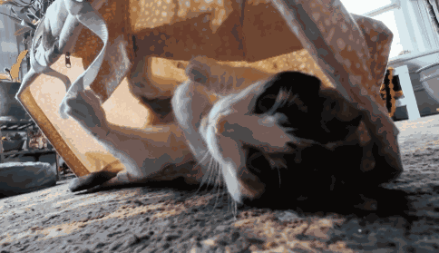 Rose The Cat Cat Handshake GIF