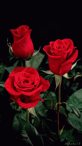 Roses Flower GIF