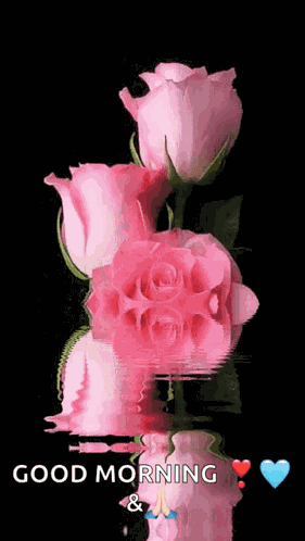 Roses Pink Rose GIF