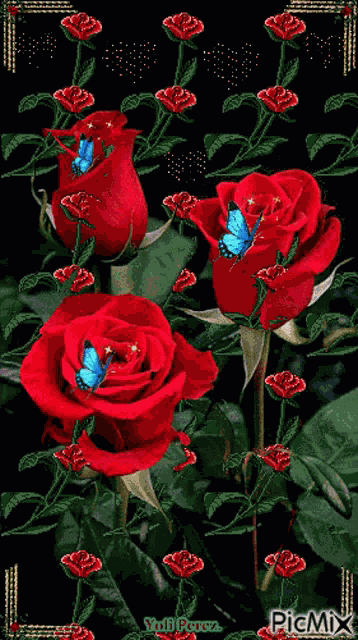 Roses Red Rose GIF