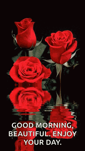 Roses Red Rose GIF