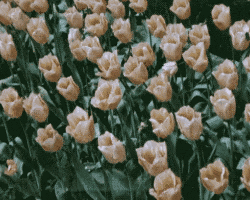 Roses Yellow GIF