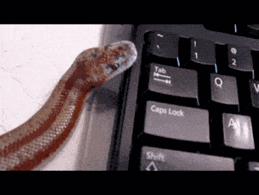 Rosy Boa Snake GIF