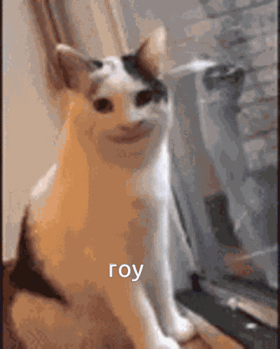 Roy Leops Cat GIF