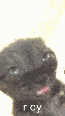 Roy Leops Cat GIF