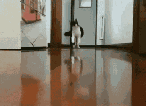 Run Cat Running GIF