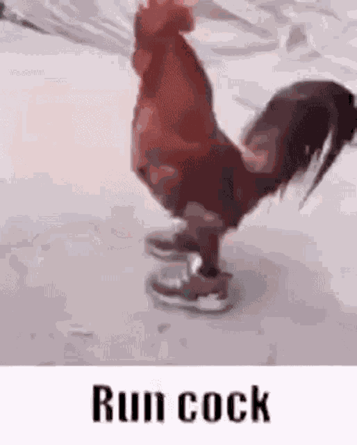 Run Cock Sound Of Poggers GIF