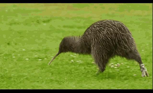 Run Kiwi GIF