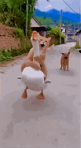 Running Cat Cat Run GIF