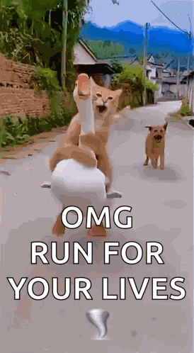 Running Cat Cat Run GIF