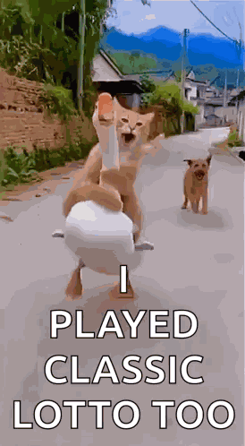 Running Cat Cat Run GIF