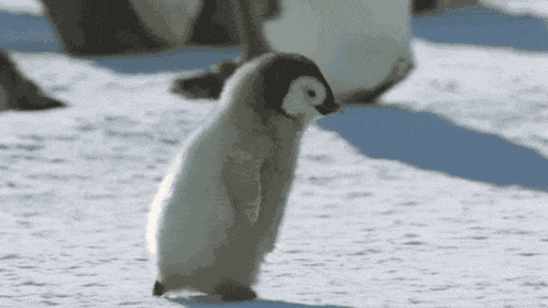 Running Penguin GIF GIF
