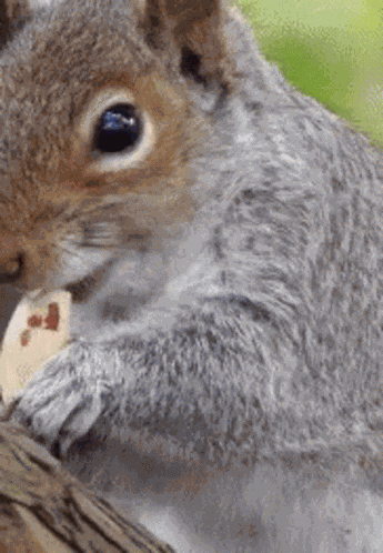 Ruta Ardilla GIF
