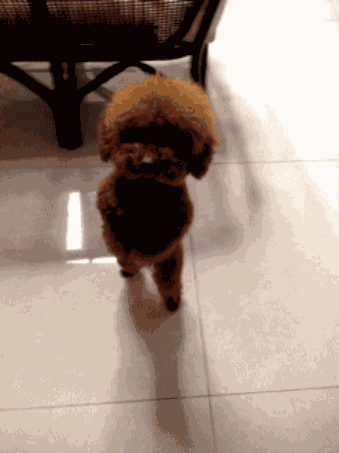 S GIF