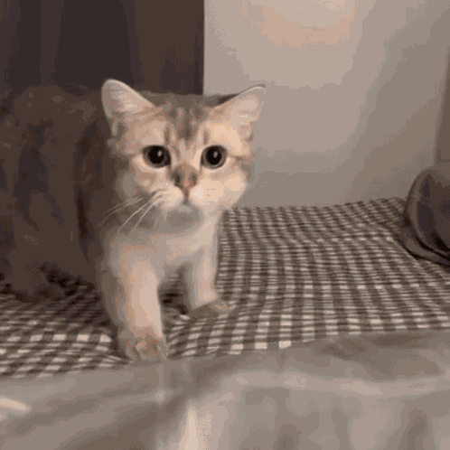 Sad Cat Cat Sad GIF