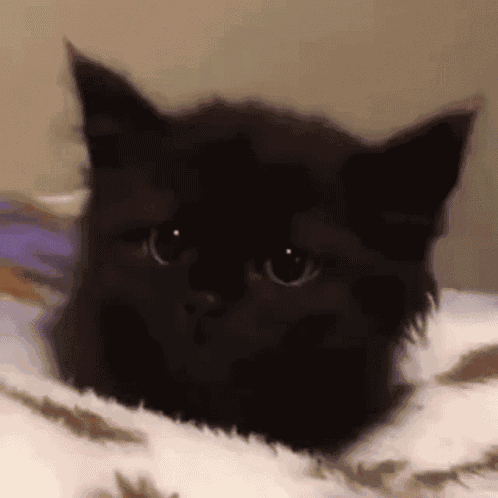 Sad Cat GIF