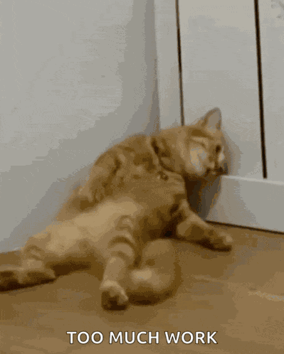 Sad Cat GIF