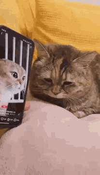 Sad Cat Saddest Cat GIF