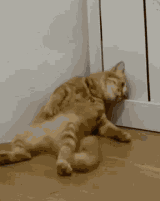 Sad Cat GIF