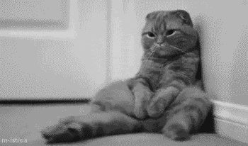Sad Cat GIF