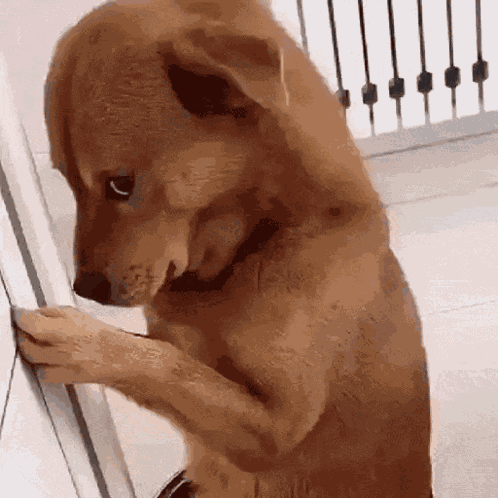 Sad Dog Crying Dog GIF