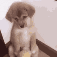 Sad Dog Dog Looking Sad GIF