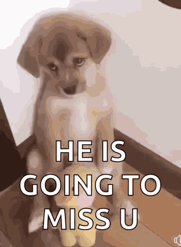 Sad Dog GIF