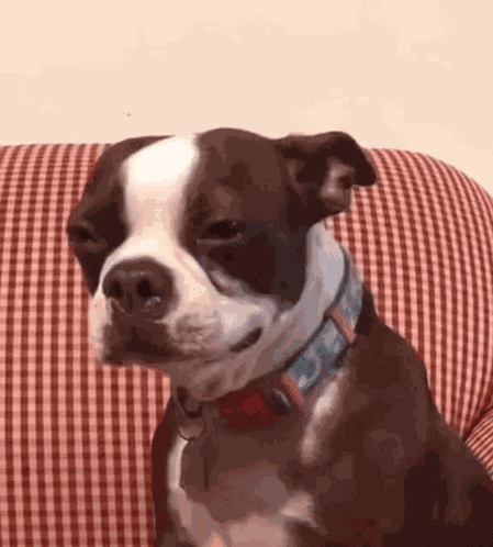 Sad Dogge GIF