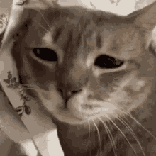 Sad Kitty Sad Cat GIF