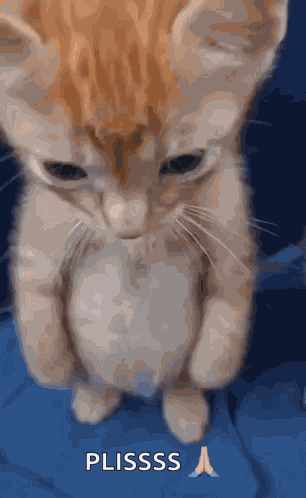 Sad Orange Cat Sad Cat GIF