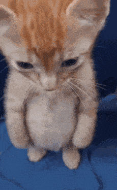 Sad Orange Cat Sad Cat GIF