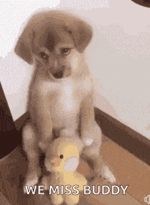 Sad Puppy Cute GIF