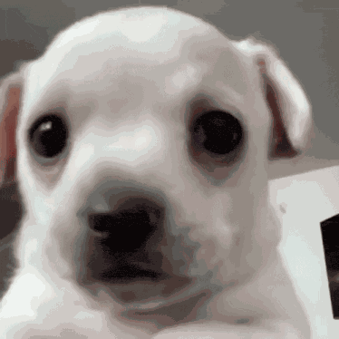 Sad Puppy Eyes Dog GIF