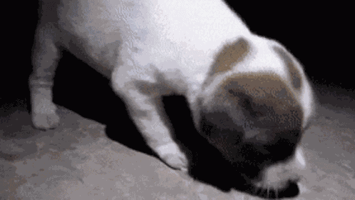 Sad Puppy Lost GIF