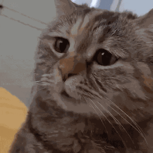 Sad Sad Cat GIF