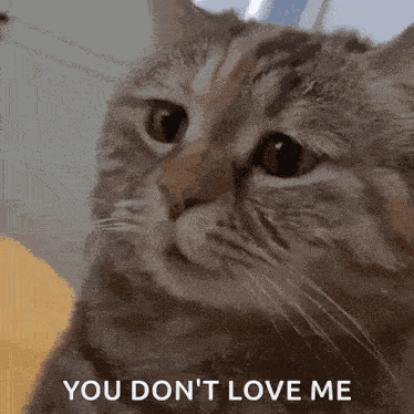 Sad Sad Cat GIF
