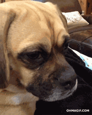 Sad Sad Dog GIF