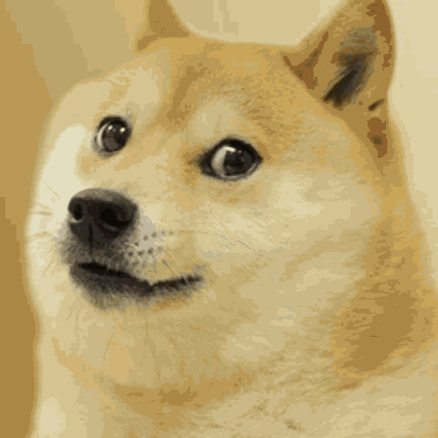 Sad The Doge Nft GIF GIF