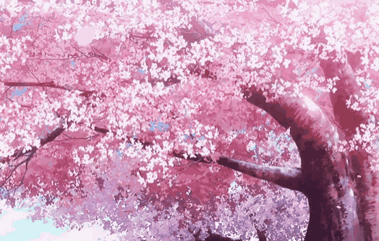 Sakura Cherry Blossoms GIF