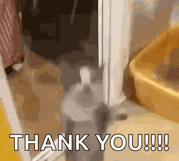 Saleh Jumping Saleh The Cat GIF