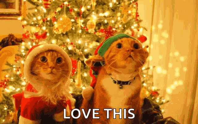 Santa Cat Elf Cat GIF